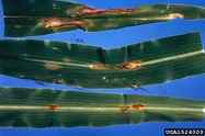 Corn Anthracnose Glomerella graminicola Leaves.jpg (345 KB) Anthracnose (Glomerella graminicola)