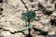 Flea beetle on broccoli