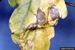 Tomato Early Blight Leaf