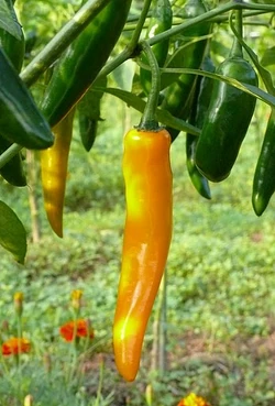 Chilli Orange cayenne