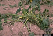 Pumpkin Phytophthora blight Phytophthora capsici.jpg (77 KB) Pumpkin (Phytophthora capsici)