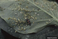 Sweet pepper Coccinellid larva and green peach aphids