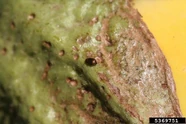 Flea beetle