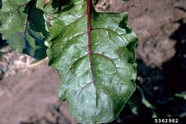 Beetroot Rust.jpg (60 KB) Beetroot (Puccinia aristidae)