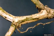 Gummy stem blight (Didymella byroniae) on a cucumber