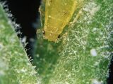 Carrot-willow aphid