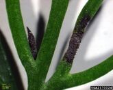 Dill Leaf Blight of Fennel Cercosporidium punctum