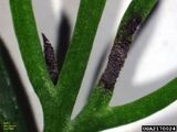 Leaf blight of fennel