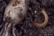 Wireworm damage to an onion bulb