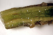 Tomato Verticillium Wilt.jpg (30 KB) Symptoms on a tomato stem