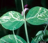 Pea Leafminer Leaves.jpg (66 KB) Pea (Chromatomyia horticola)