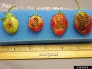 Infected strawberries (right-hand three) (Colletotrichum spp.)