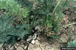 Carrot Aster Yellows Leaves.jpg (256 KB) Aster yellows on carrot