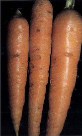 Cavity spot on carrot