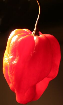Chilli Scotch bonnet