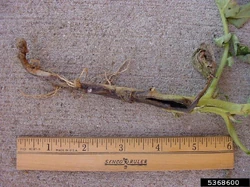 Potato Blackleg