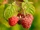 Raspberry