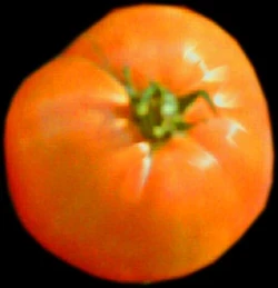 Tomato Early girl