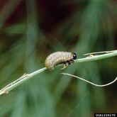 Asparagus Beetle Larvae