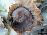 Bacterial soft rot (Erwinia carotovora) on cabbage (Pectobacterium carotovorum)