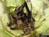 Bacterial soft rot (Pectobacterium carotovorum) on cabbage