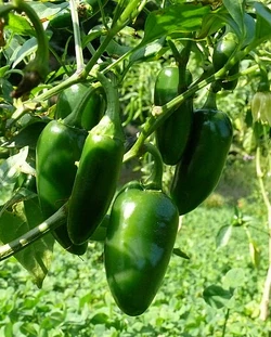 Chilli Senorita