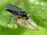 Sciarid fly