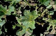 Brown spot (Alternaria alternata) on a Watermelon