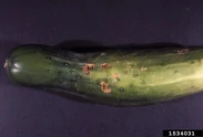 Gummosis (Cladosporium cucumerinum) on a cucumber