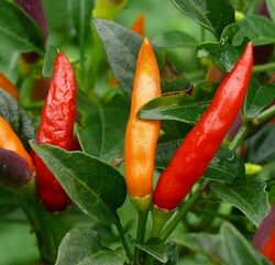 Chilli Etna