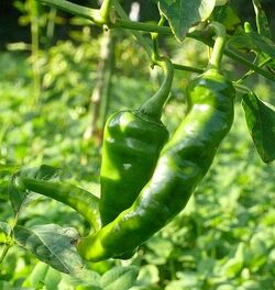 Chilli Hot portugal