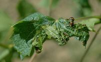 Leaf roll virus