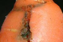 Carrot Root Fly.jpg (15 KB) Carrot fly on carrot