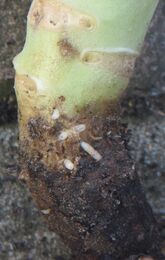 Cabbage root fly on cauliflower