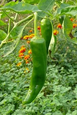 Chilli Navaho