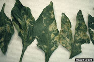 Leafminer