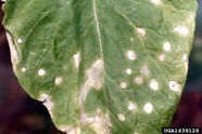 White leaf spot (Brassica) (Cercospora brassicicola) on turnip