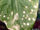 White leaf spot (Brassica)
