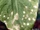 White leaf spot (Brassica)