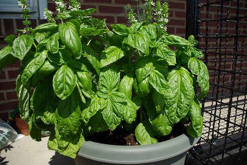 Mammoth basil WikiGardener Fandom