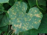 Downy mildew on a cucumber