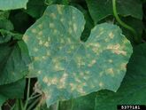 Downy mildew