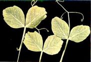 Pea Manganese deficiency Leaves