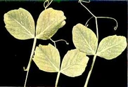 Pea Manganese deficiency Leaves.jpg (9 KB) Pea