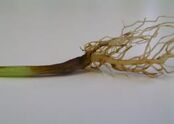 Basil Rhizoctonia solani Stem Root