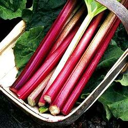 Rhubarb, WikiGardener