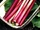 Rhubarb