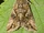 Silver Y moth