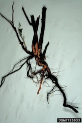 Phytophthora root rot of raspberry (Phytophthora fragariae)
