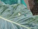 Cabbage Whitefly.jpg (40 KB) Cabbage Whitefly